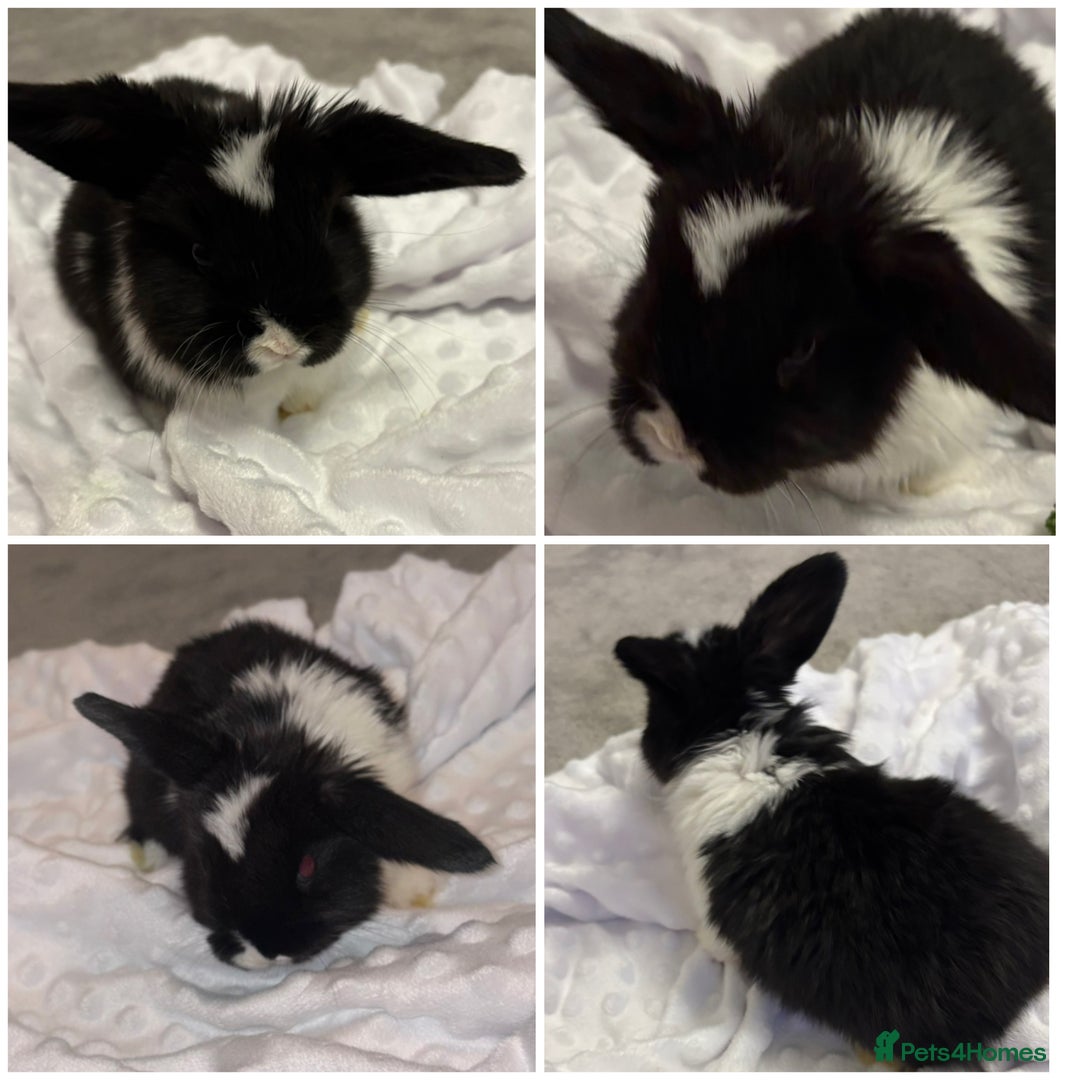 Mini Lop rabbits for sale: Mini Lop bunnies  - Advert 4