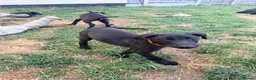 Lurcher dogs for sale: 3 beautiful male pups  in Taunton - Advert 4