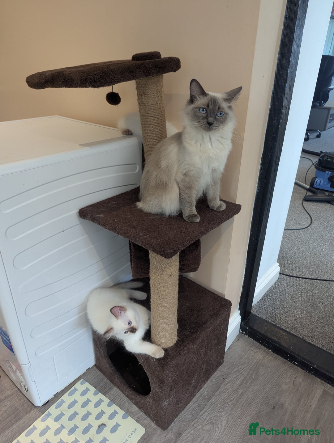 Ragdoll cats for sale: Gccf Registered Chocolate Point Ragdoll Kittens  - Image 9