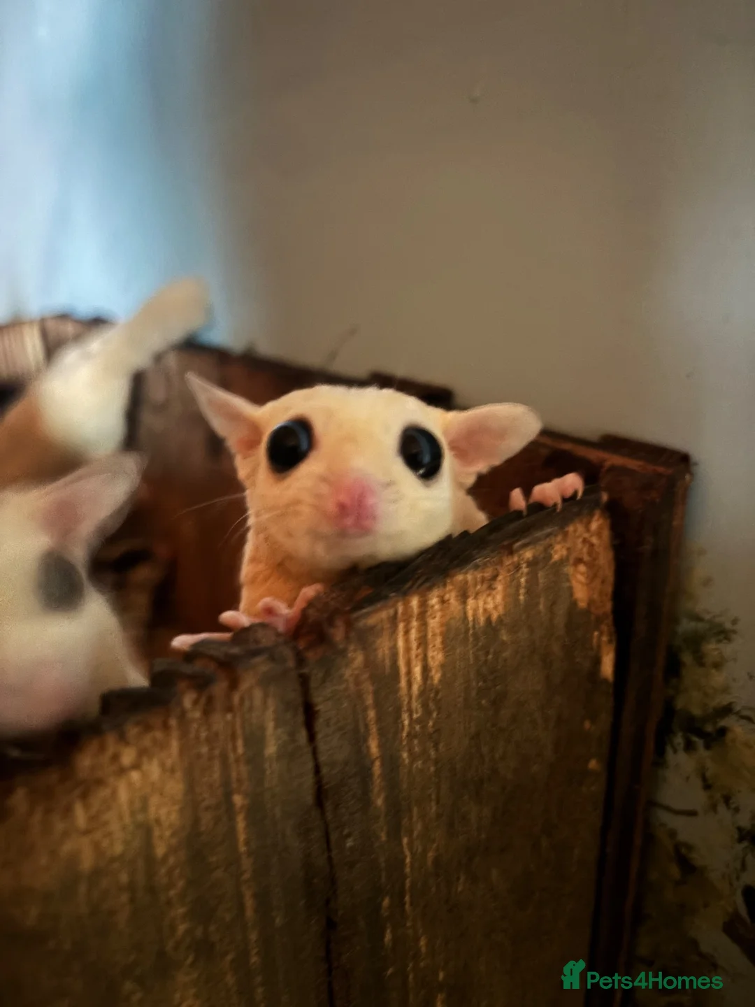 Sugar Glider rodents for sale: Sugar Gliders for sale  in ELY - Advert 1