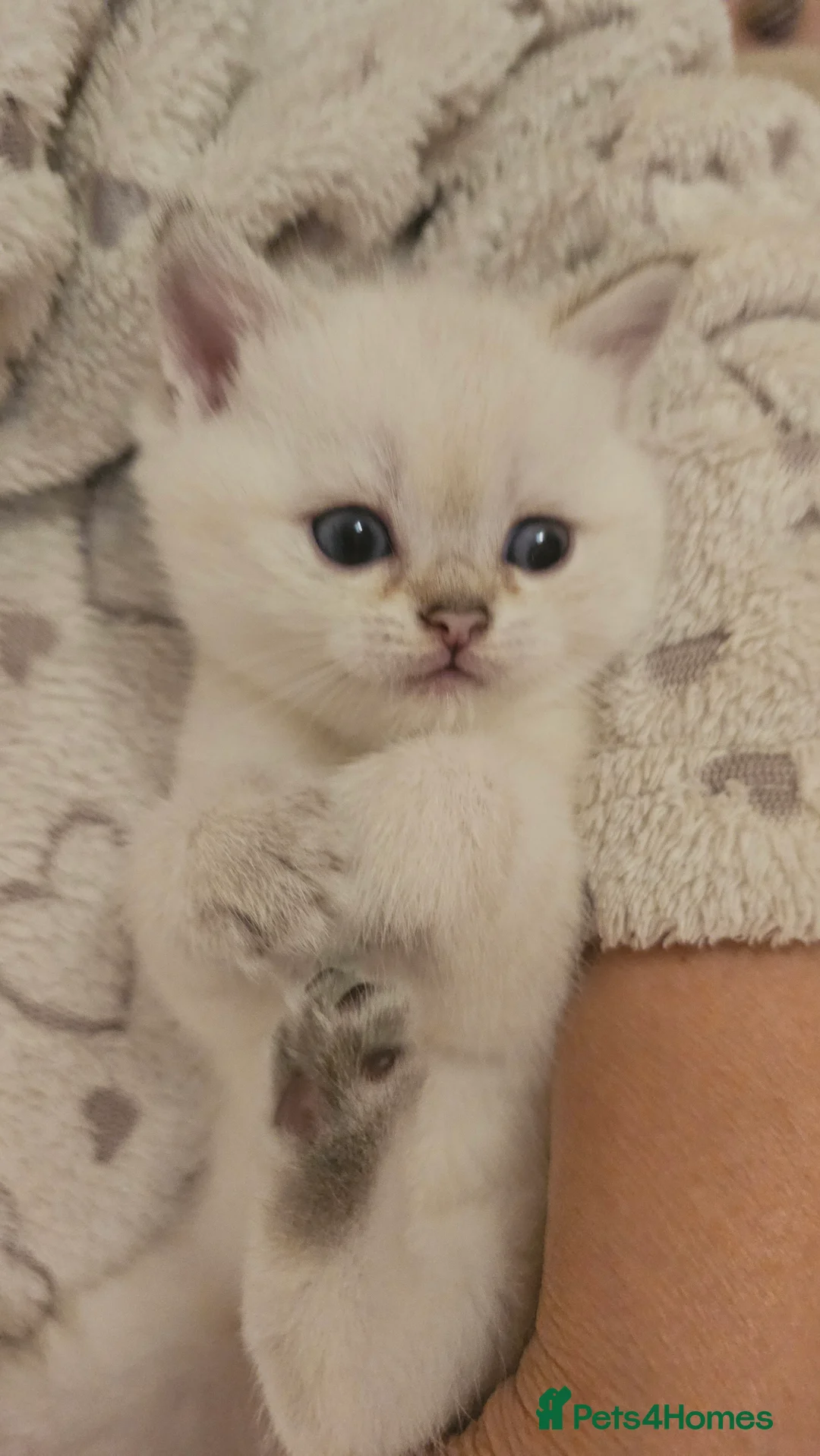 Scottish Fold cats for sale: Tica Registered pedigree kittens  - Advert 10