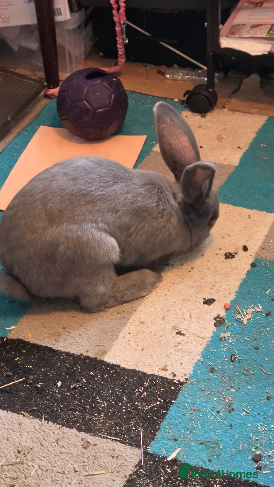 Continental Giant rabbits for sale: Beautiful blue giant continental giant rabbit - Advert 2