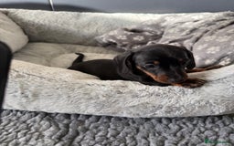 Miniature Dachshund dogs for sale: ✨ READY NOW  KC MINIATURE DACHSHUND PRA CLEAR   - Advert 4