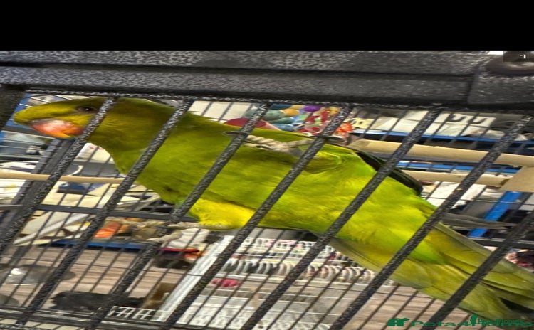 Conures birds - Advert 6