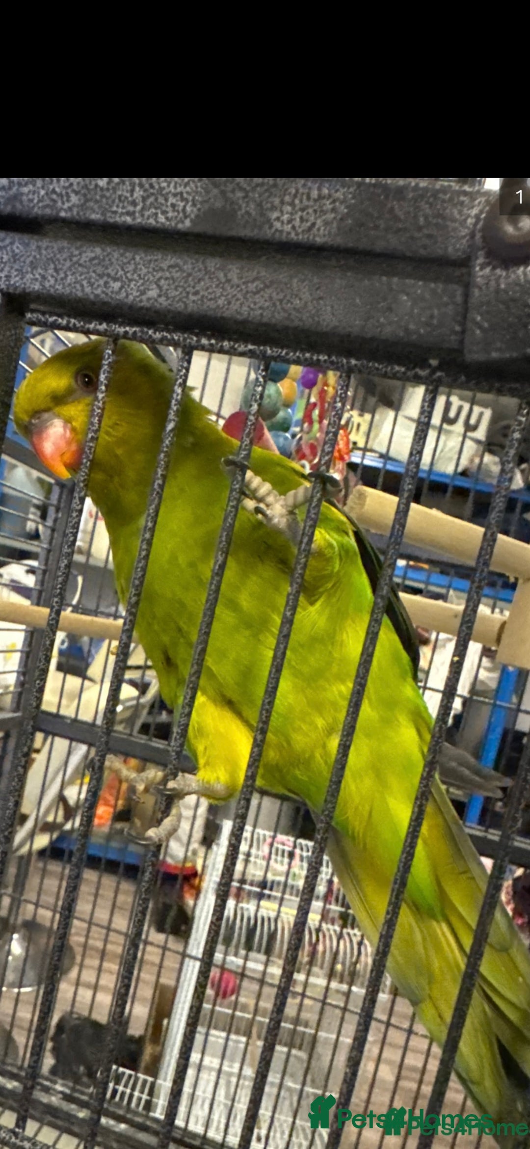 Conures birds for sale: Yellow headed semi tamed talking Lori  - Image 1