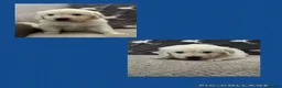 Golden Retriever dogs for sale: 3 Golden retriever boys  - Advert 9