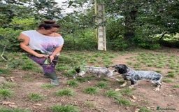 English Setter dogs for adoption: Whisky - Image 12