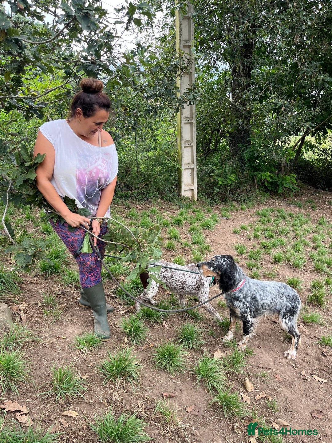 English Setter dogs for adoption: Whisky - Image 12