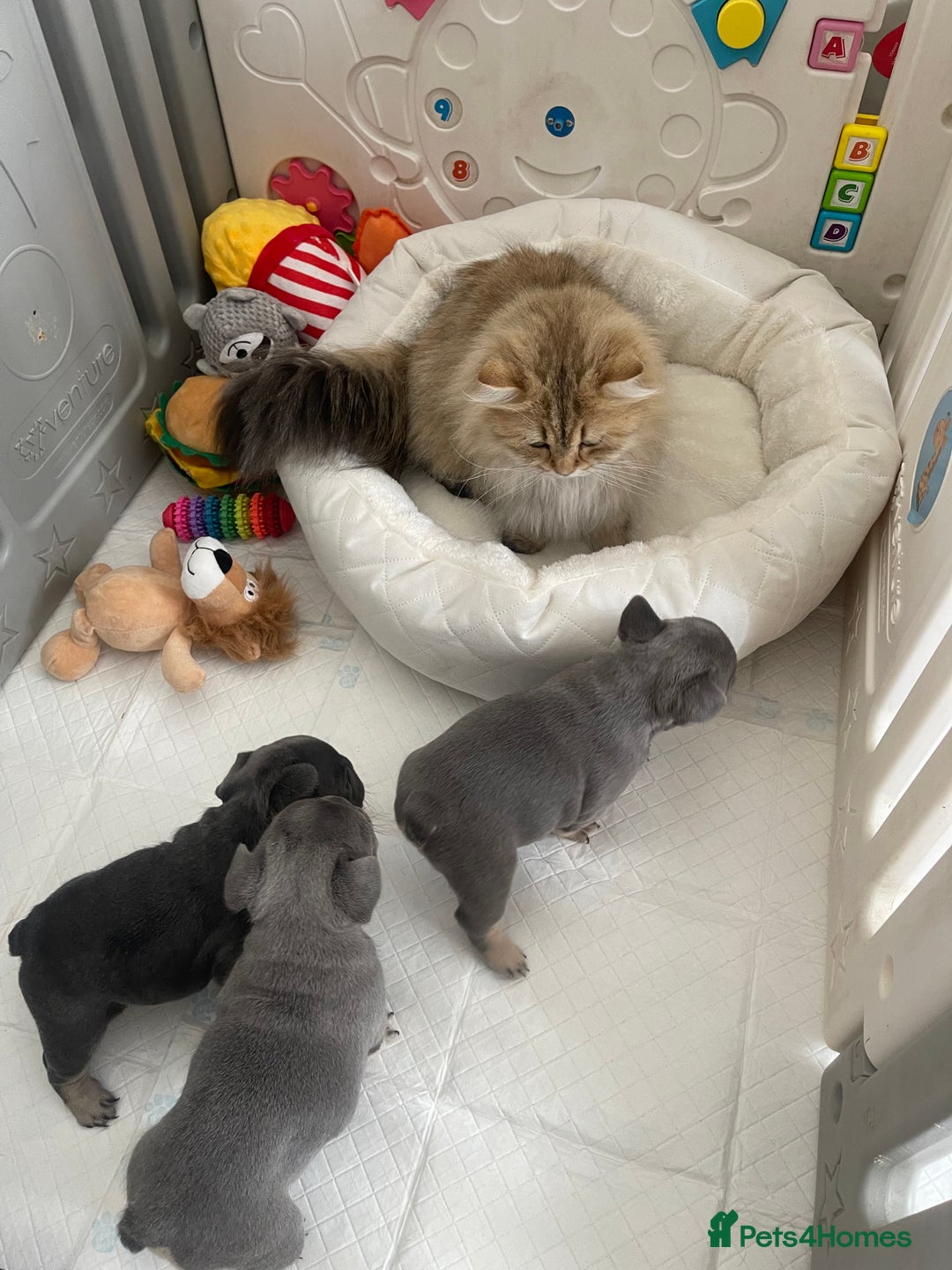 French Bulldog dogs for sale: KC registered french bulldogs  - Image 25