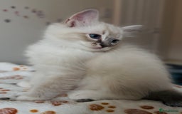 Ragdoll cats for sale: 💙🐾Tica full Pedigree🐾EU Ragdoll 🐱🐾DNA Clear - Image 16