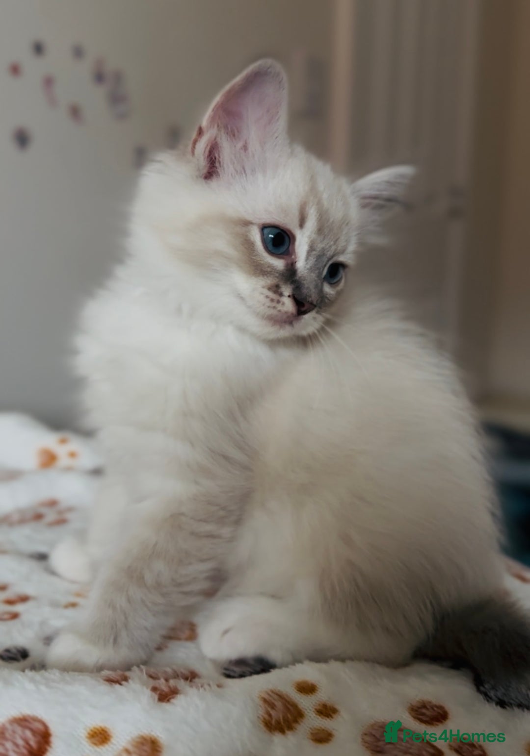 Ragdoll cats for sale: 💙🐾Tica full Pedigree🐾EU Ragdoll 🐱🐾DNA Clear - Image 16