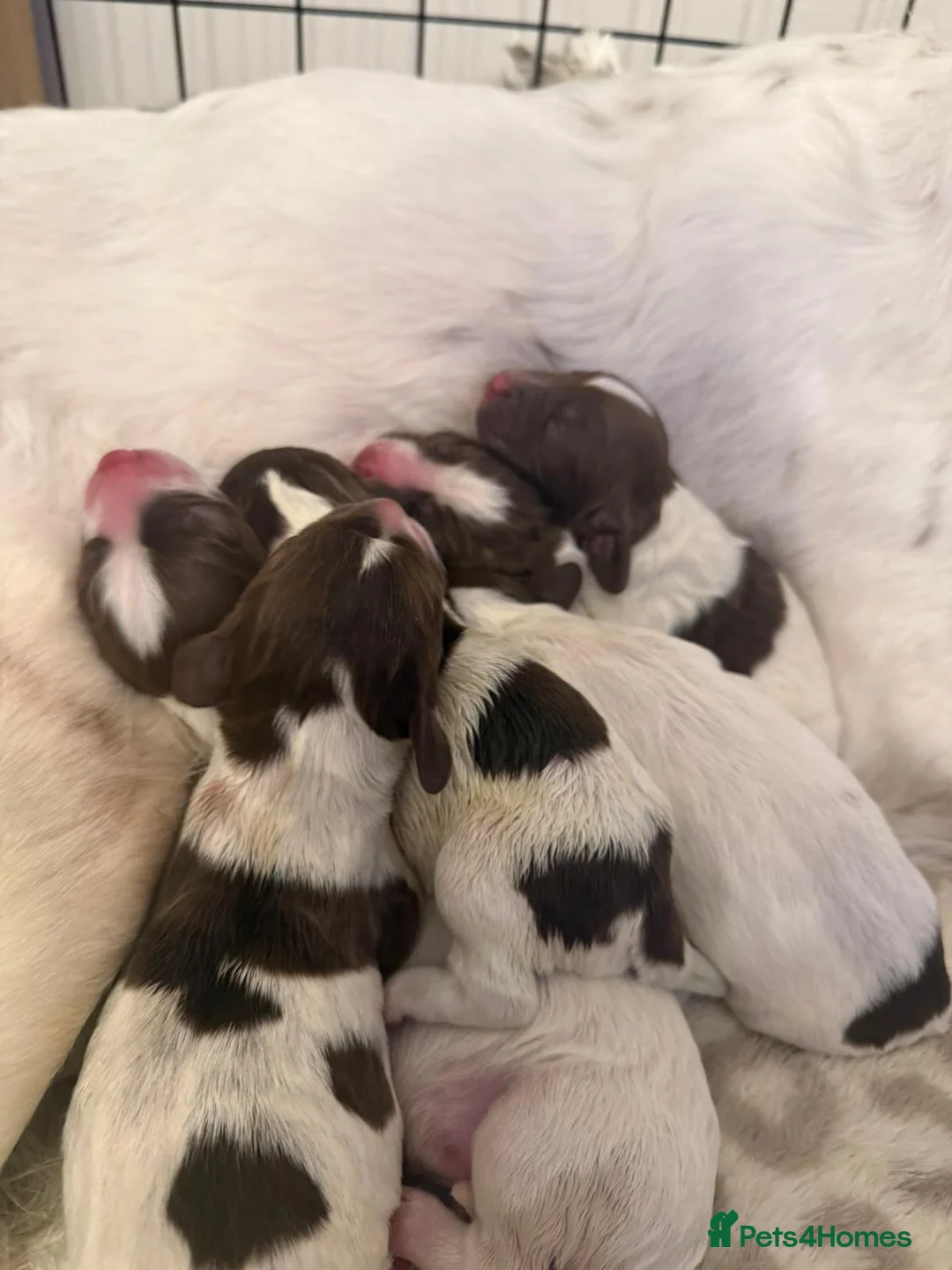 English Springer Spaniel dogs for sale: Pure springer puppies - Advert 2
