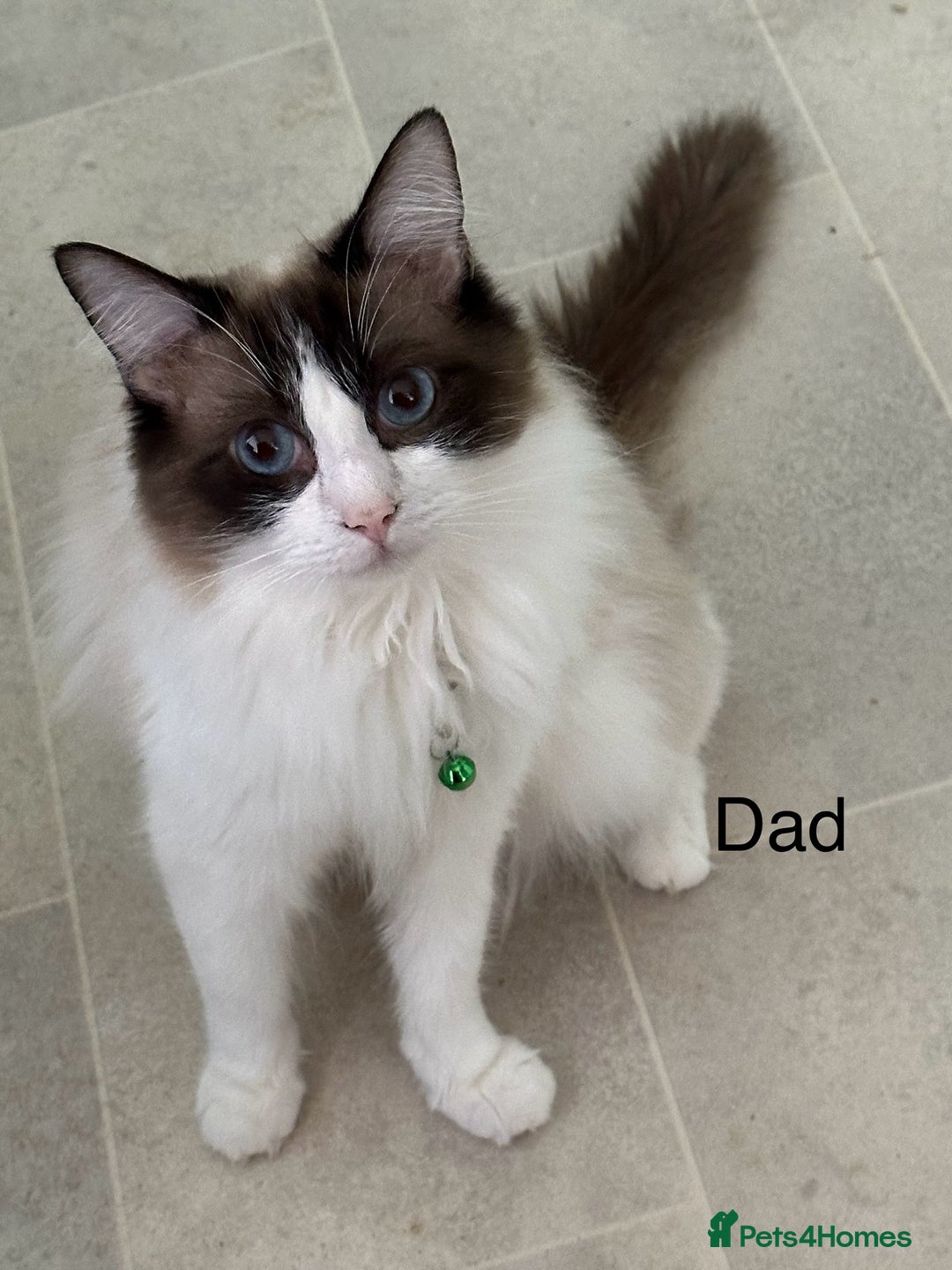 Ragdoll cats for sale: Lovely Ragdoll Kittens - Advert 2