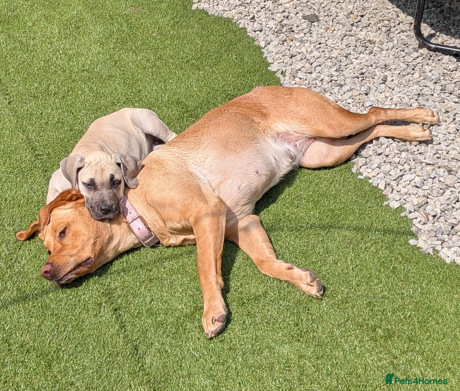 Labrador Retriever dogs Stunning Labrador retrievers - Advert 1