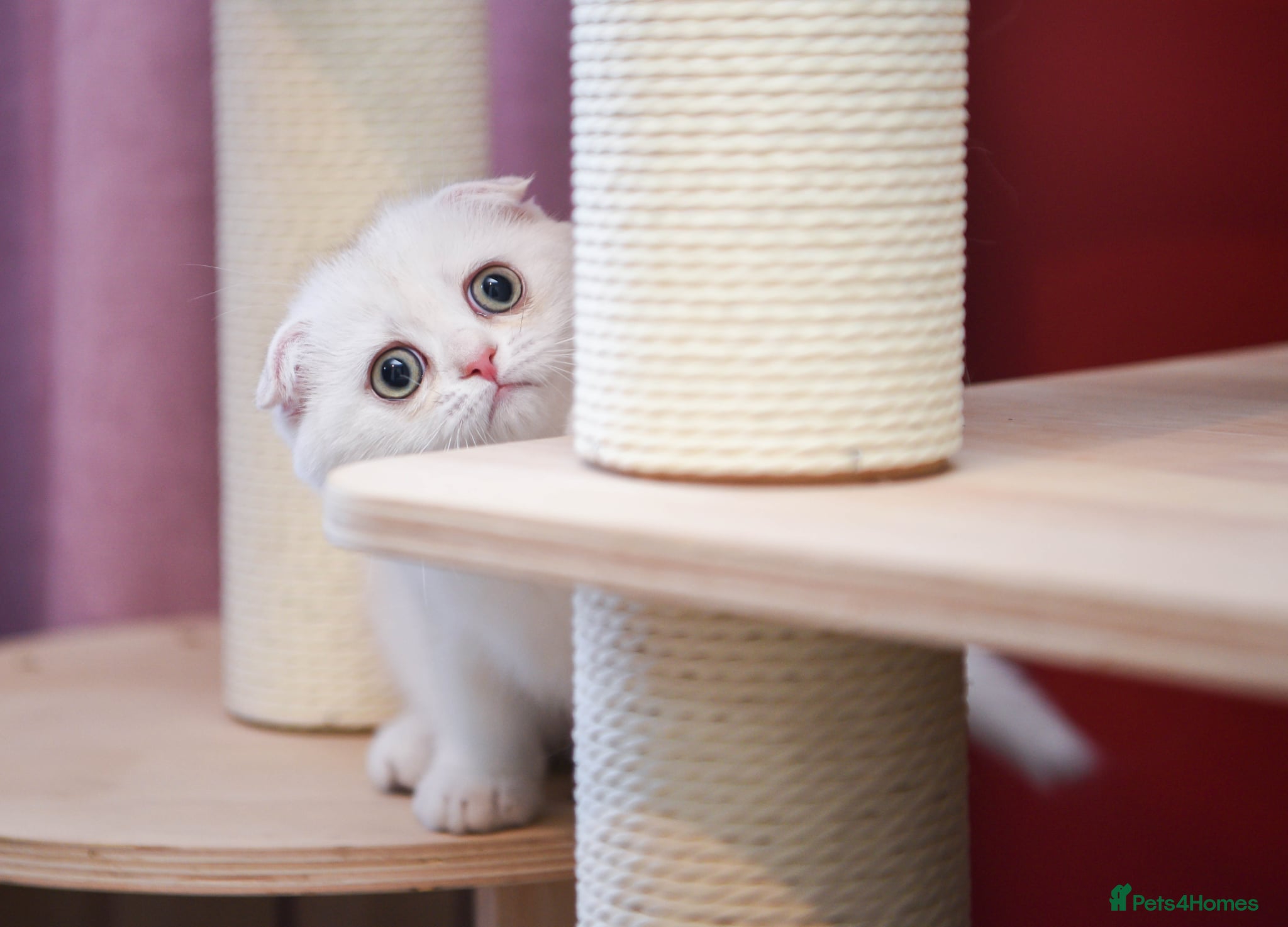Scottish Fold cats Golden and silver Scottish fold / straight girls  - Advert 1