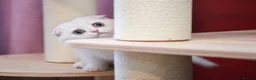Scottish Fold cats for sale: Scottish fold and straight girls - Advert 23