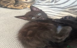 Mixed Breed cats for sale: Last 2 beautiful black marked kittens READY NOW - Image 1
