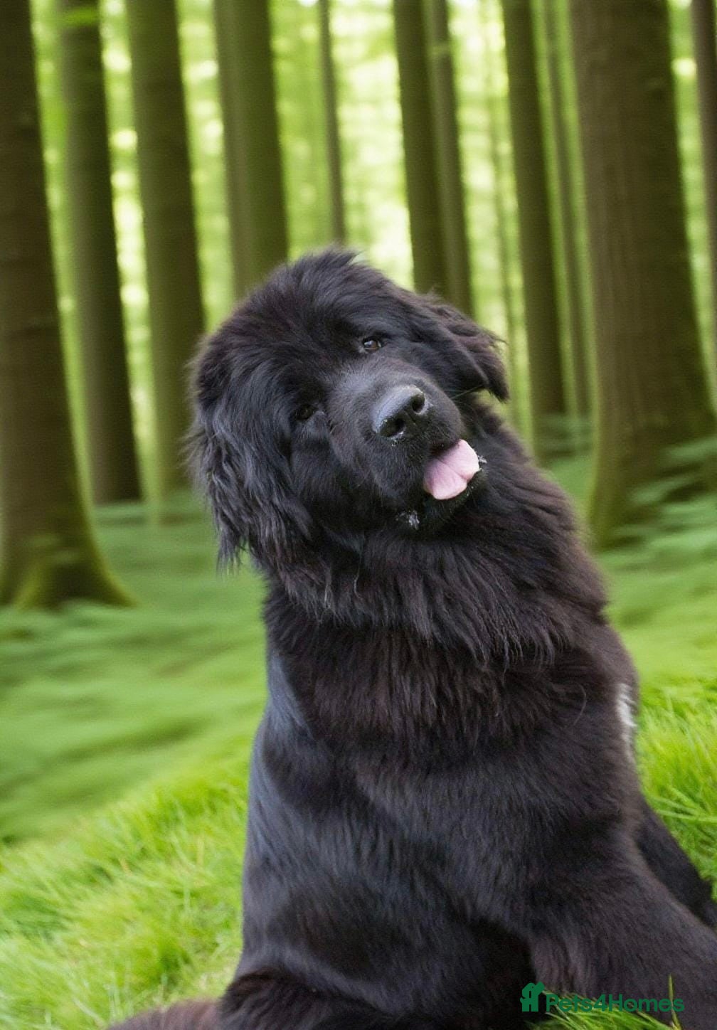 Newfoundland dogs Shirley Loverly health tested girl 3yrs   - Advert 6
