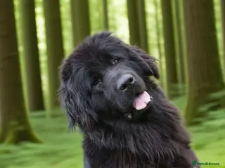 Newfoundland dogs Shirley Loverly health tested girl 3yrs - Advert 6