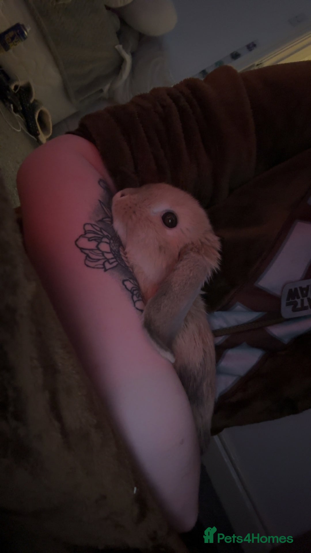 Mini Lop rabbits for sale: Mini lop Luna  - Image 4