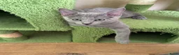 Russian Blue cats for sale: TICA 5* Pedigree Russian blue kittens - Advert 10