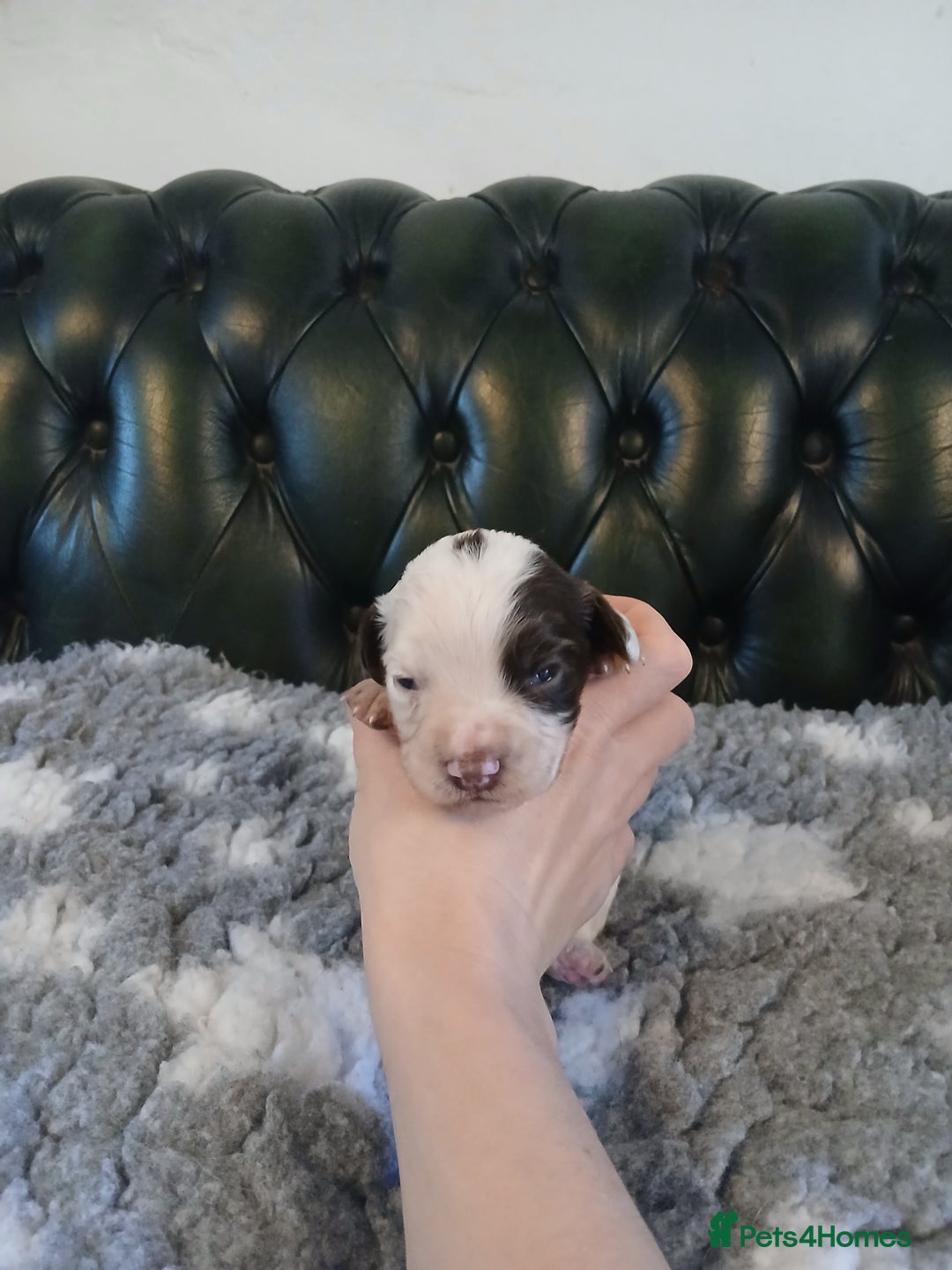 English Springer Spaniel dogs for sale: Kc Reg English Springer spaniel boys in Dorchester - Image 26
