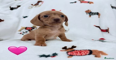 Miniature Dachshund dogs Beautiful Mini Dachshunds Pups 5 Star ⭐ Licensed - Advert 7