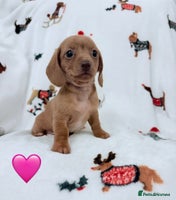 Miniature Dachshund dogs Beautiful Mini Dachshunds Pups 5 Star ⭐ Licensed - Advert 4