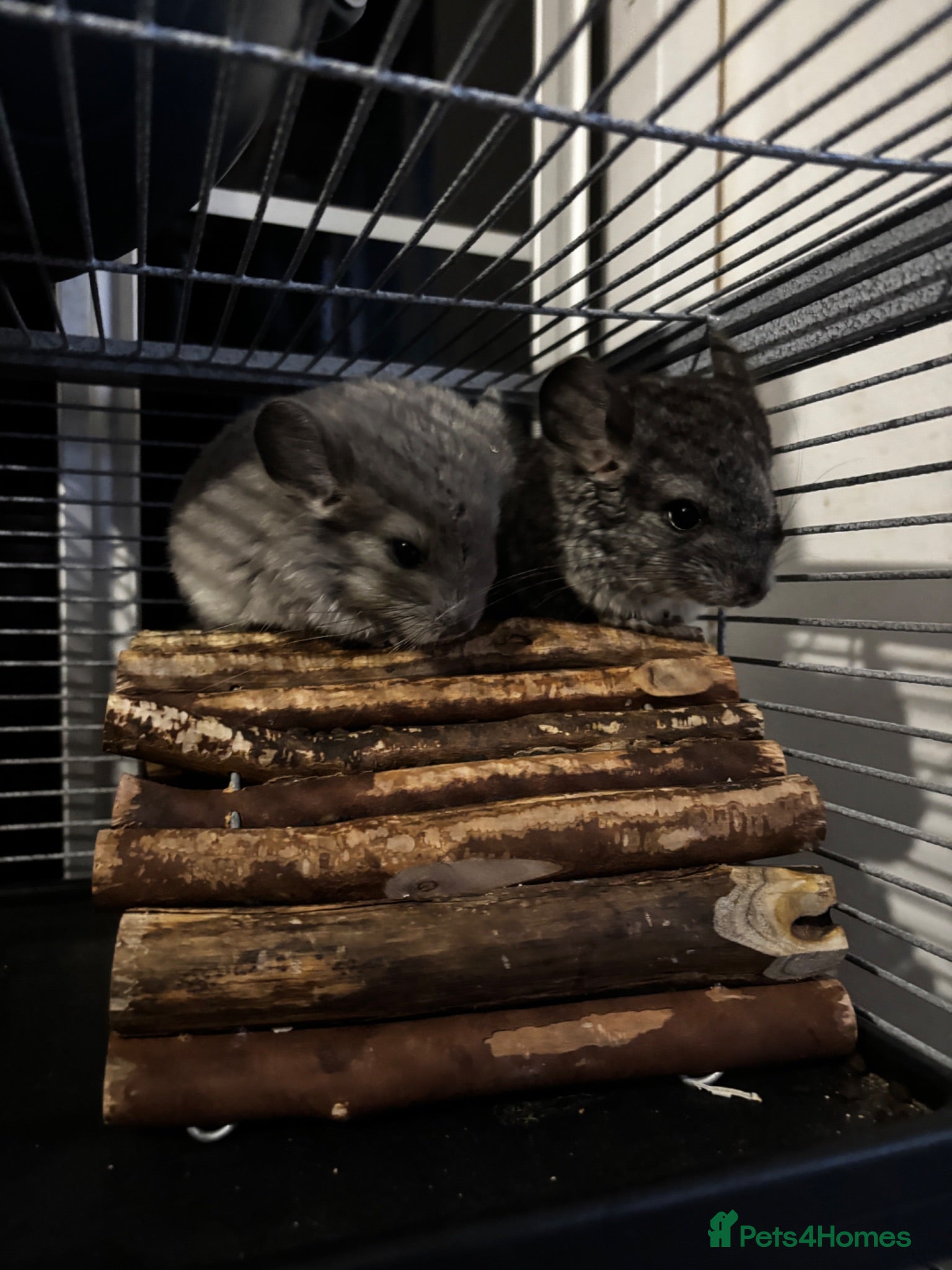 Chinchilla rodents Beautiful chinchillas for sale  - Advert 2