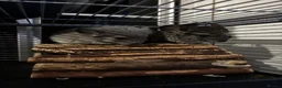 Chinchilla rodents for sale: Beautiful chinchillas for sale  in Bangor - Advert 1