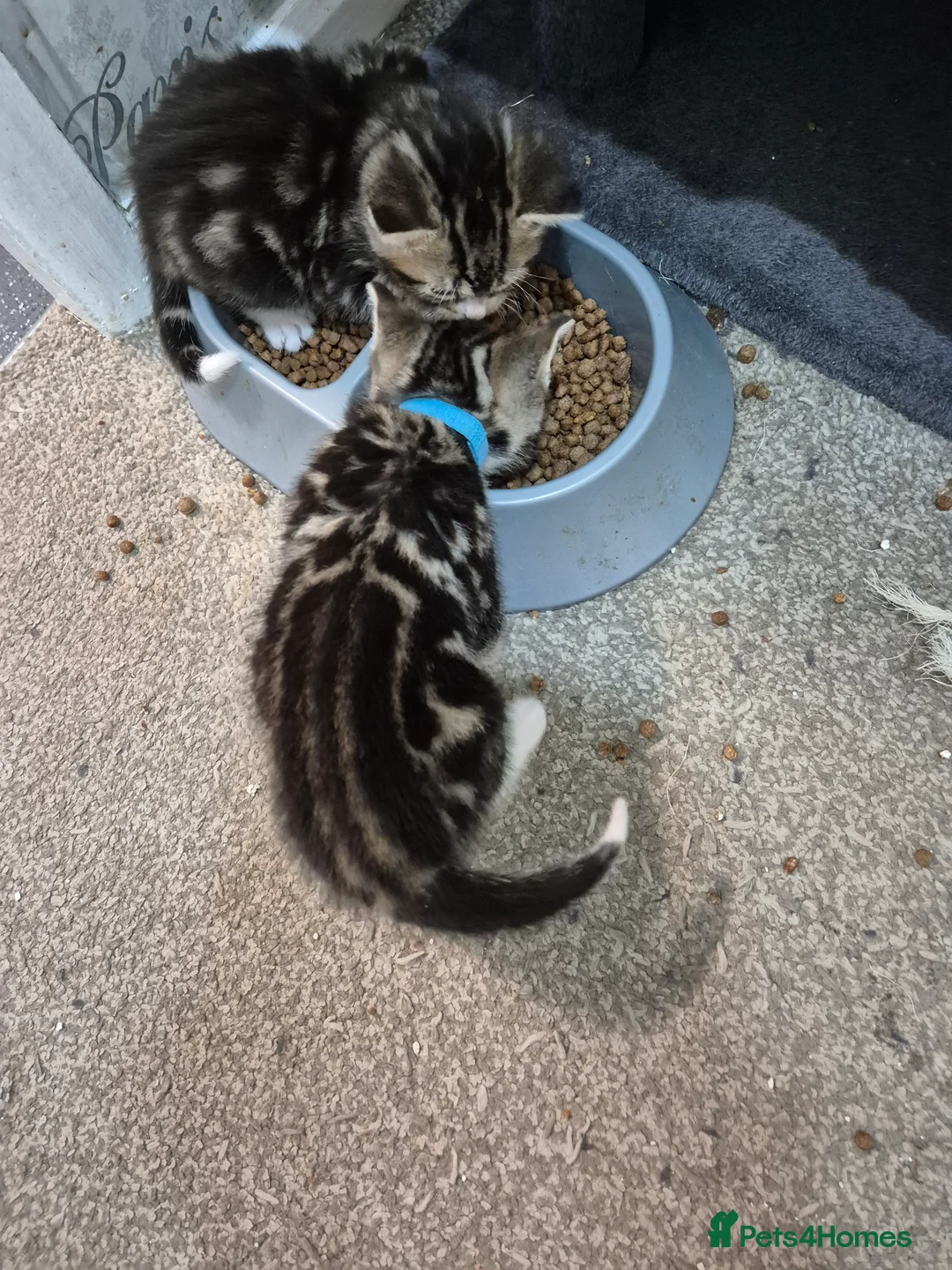Bengal cats for sale: Beautiful Bengal X kittens - Advert 4