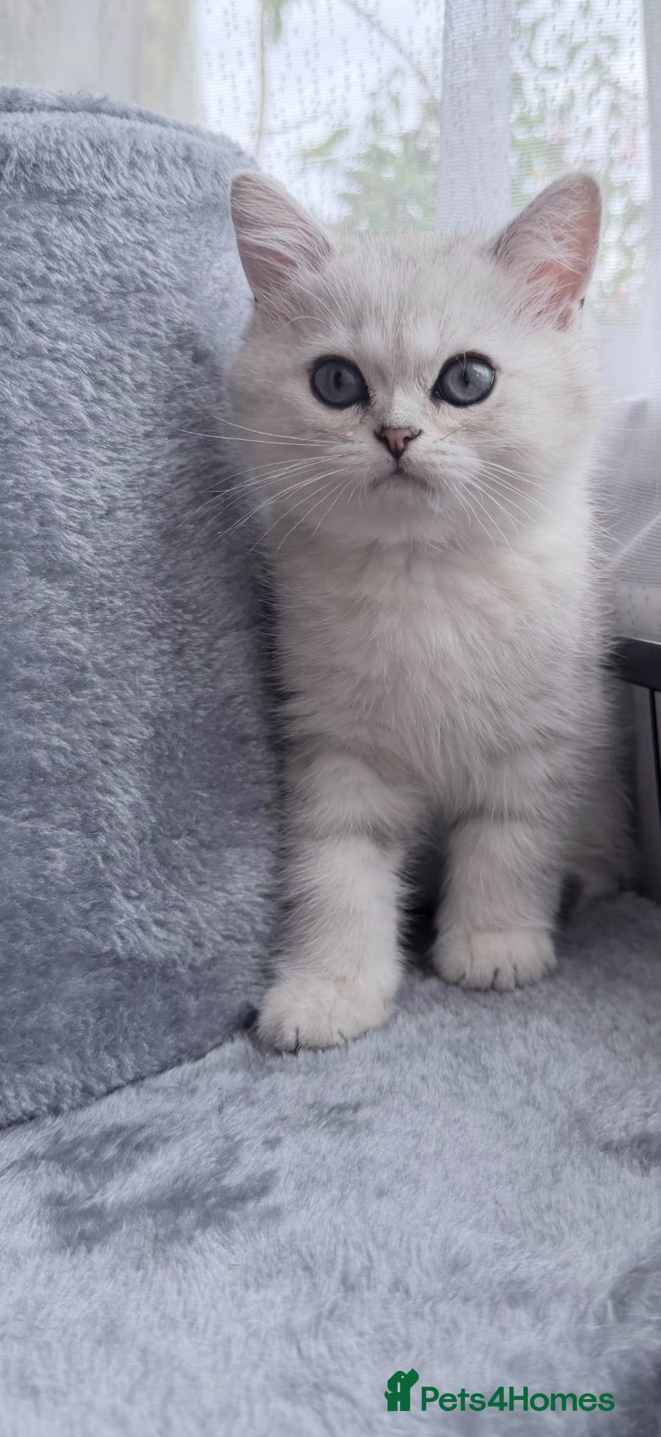 Scottish Fold cats Beautiful Chinchilla Scottish fold & Straight 💞🐾 - Advert 18