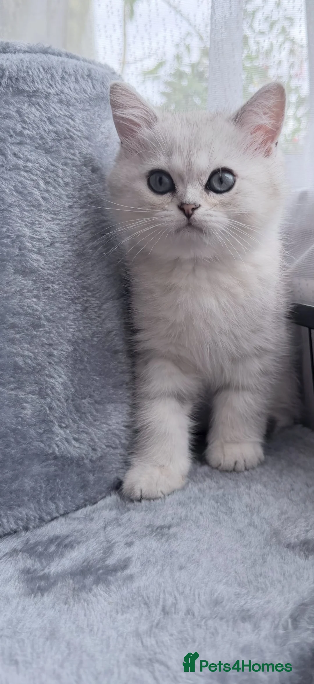 Scottish Fold cats for sale: Beautiful Chinchilla Scottish fold & Straight 💞🐾 - Advert 1