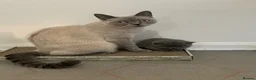 British Shorthair cats for sale: British shorthaired kittens  in High Peak - Advert 4