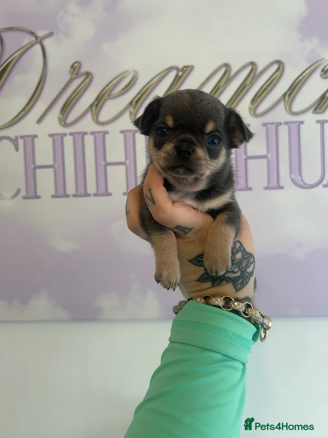 Chihuahua dogs for sale: Beautiful Chihuahua boys  - Advert 2