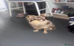 Chihuahua dogs for sale: Merle chihuahua  - Image 11