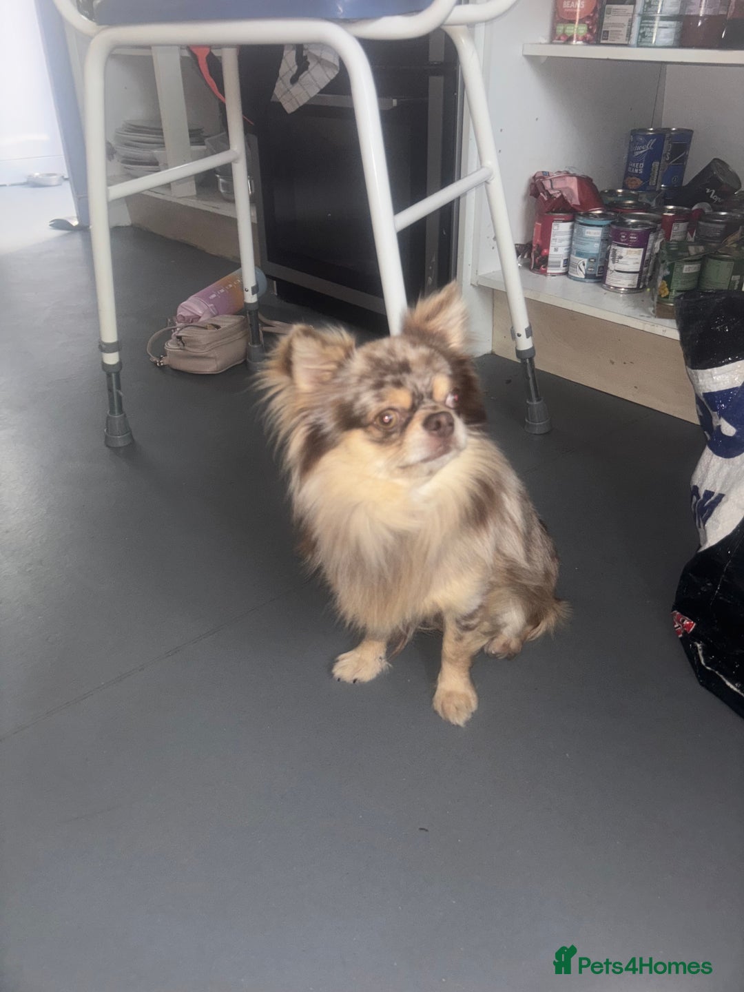 Chihuahua dogs for sale: Merle chihuahua  - Image 11