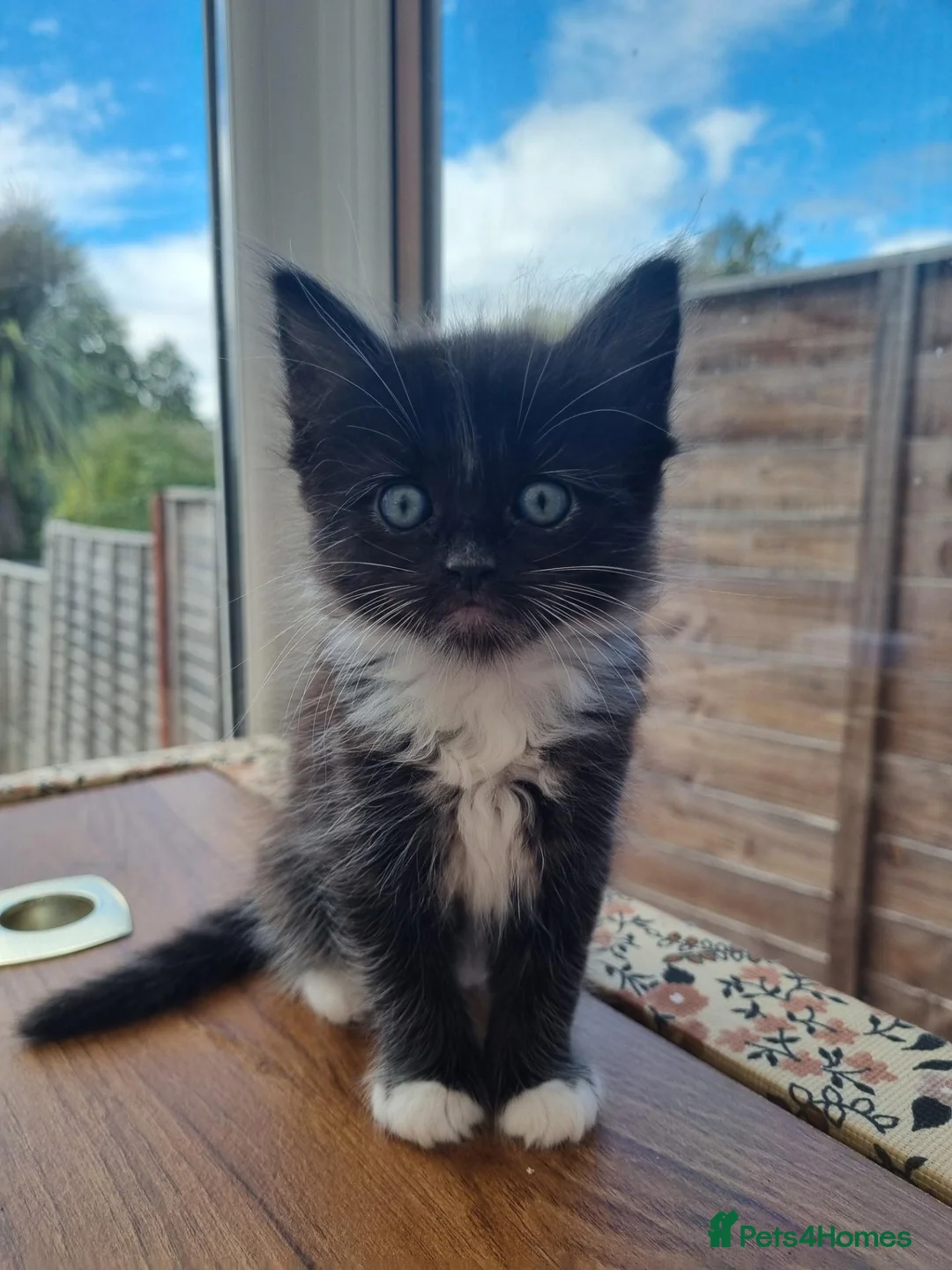 Mixed Breed cats for sale: 4 Beautiful Kittens Looking for Forever Homes in Taunton - Advert 1