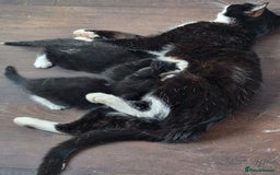 Mixed Breed cats for sale: Long haired Grey kittens  - Image 7