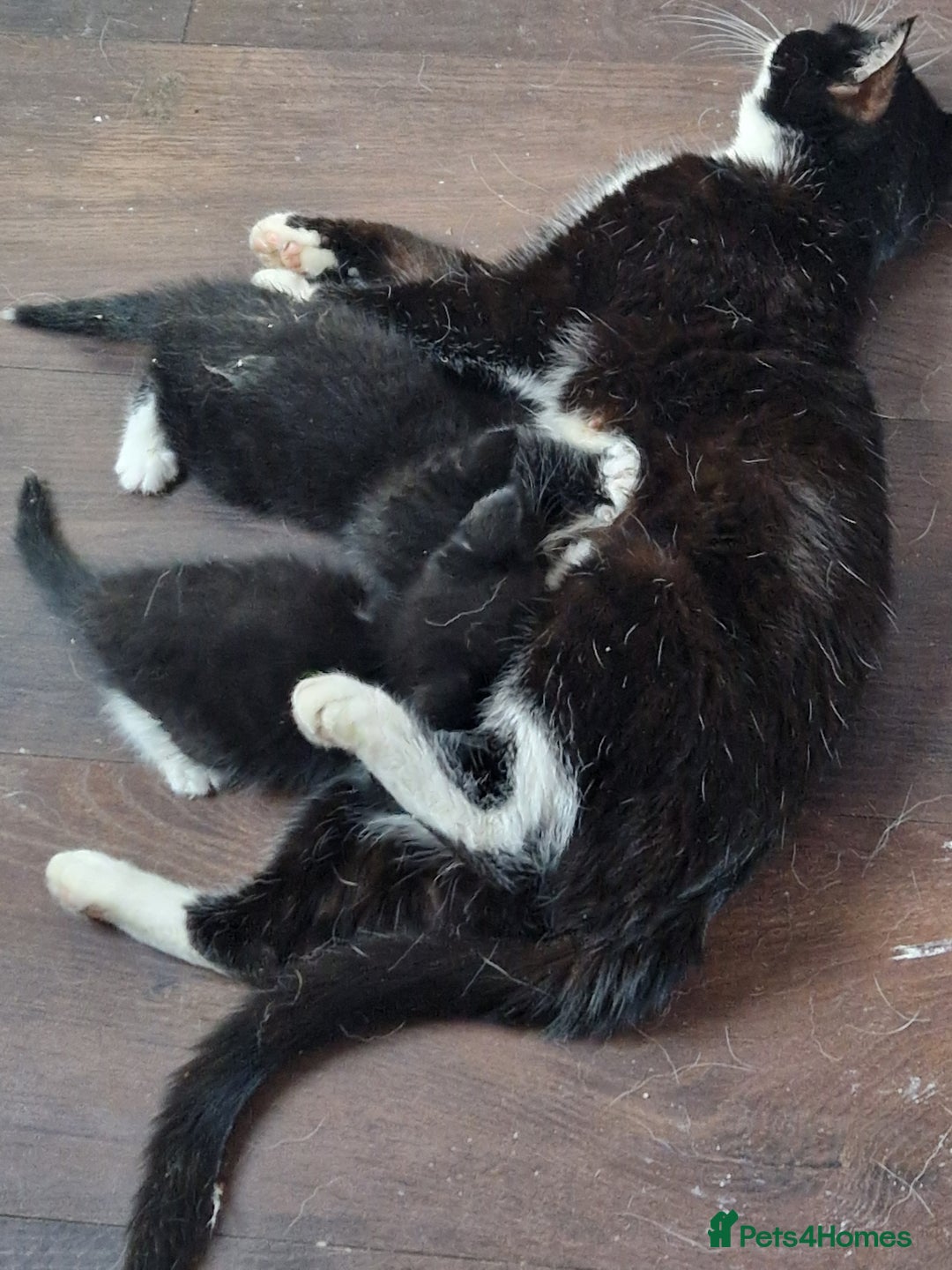 Mixed Breed cats for sale: Long haired Grey kittens  - Image 7