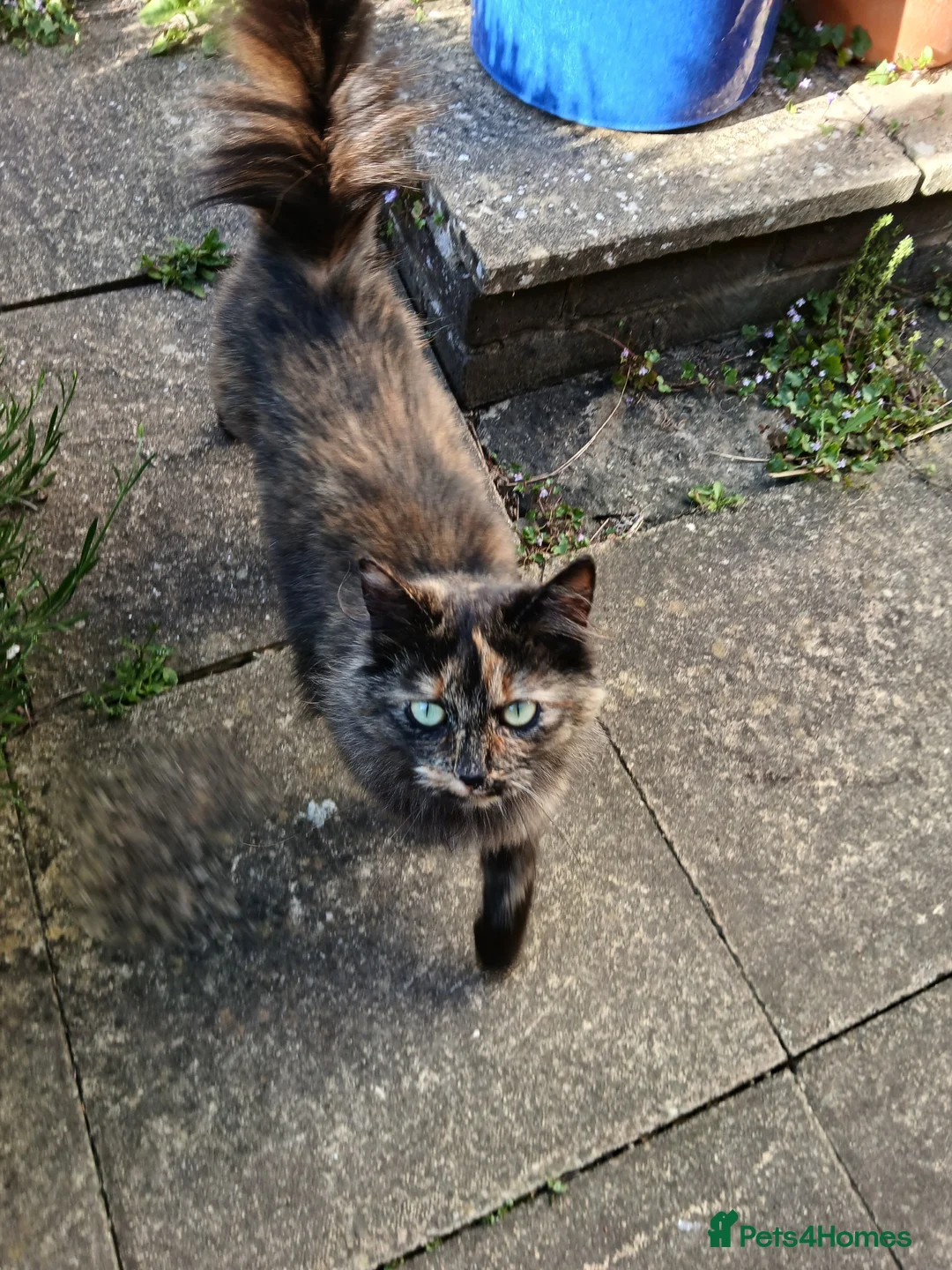 Mixed Breed cats for sale: Sister cats for sale - Advert 7