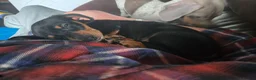 Dachshund dogs for sale: Dachshund pups first and only litter of both  - Advert 6