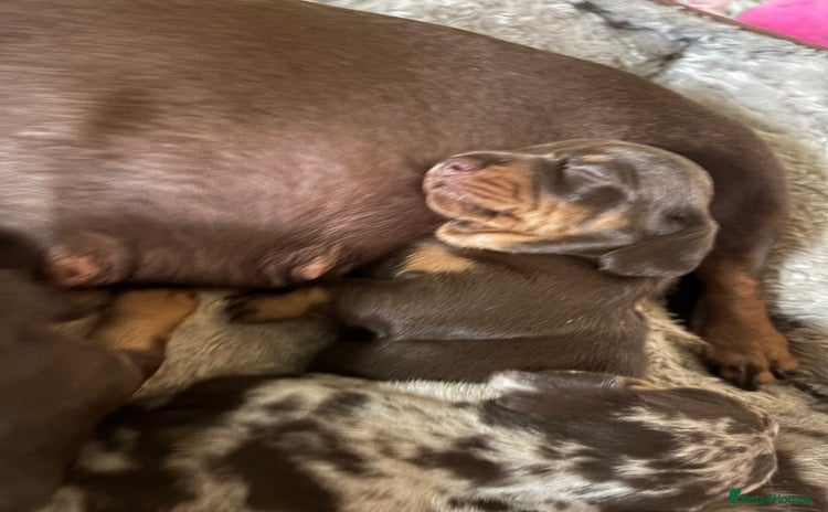 Miniature Dachshund dogs - Advert 4
