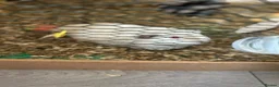 Guinea Pig rodents for sale: Re homing  in Newport - Advert 3