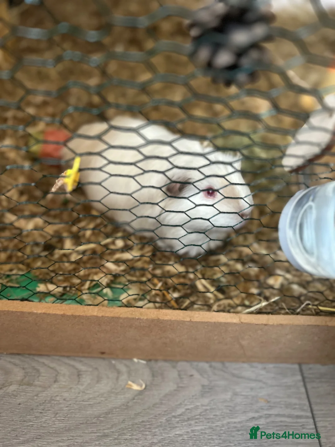 Guinea Pig rodents for sale: Re homing  in Newport - Advert 3