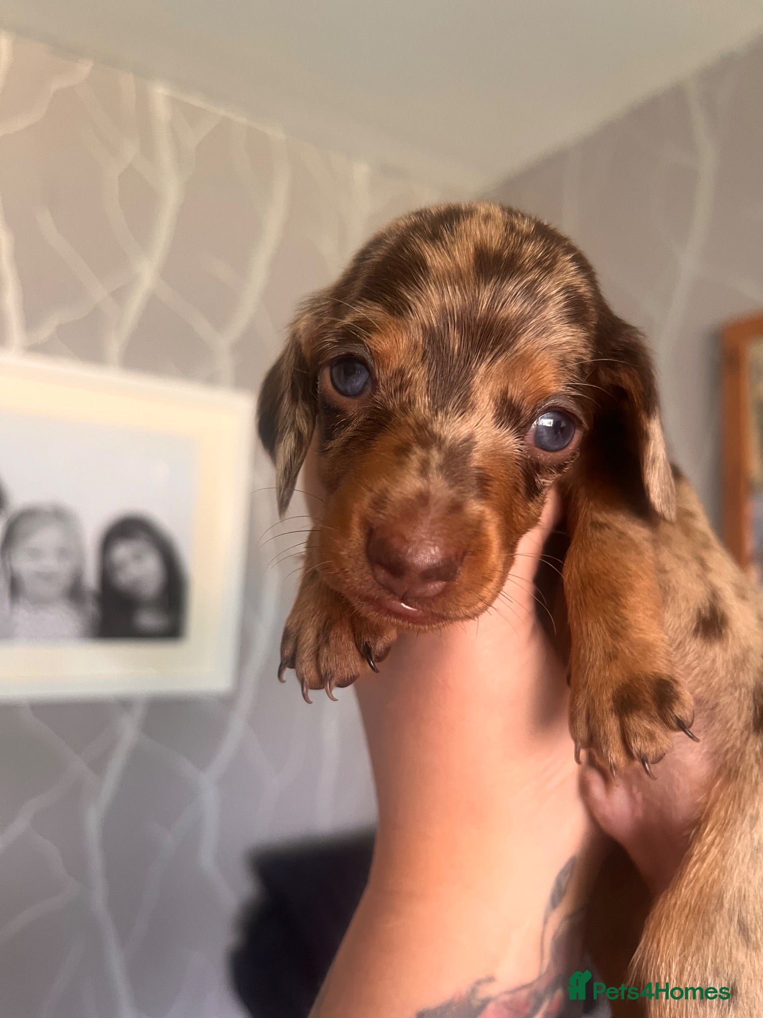 Miniature Dachshund dogs Beautiful kc miniature dachshund puppies - Advert 3