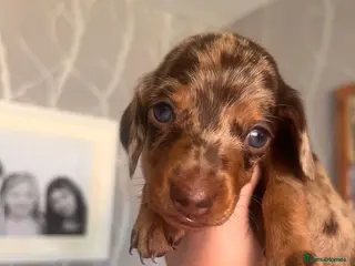 Miniature Dachshund dogs Beautiful kc miniature dachshund puppies - Advert 3