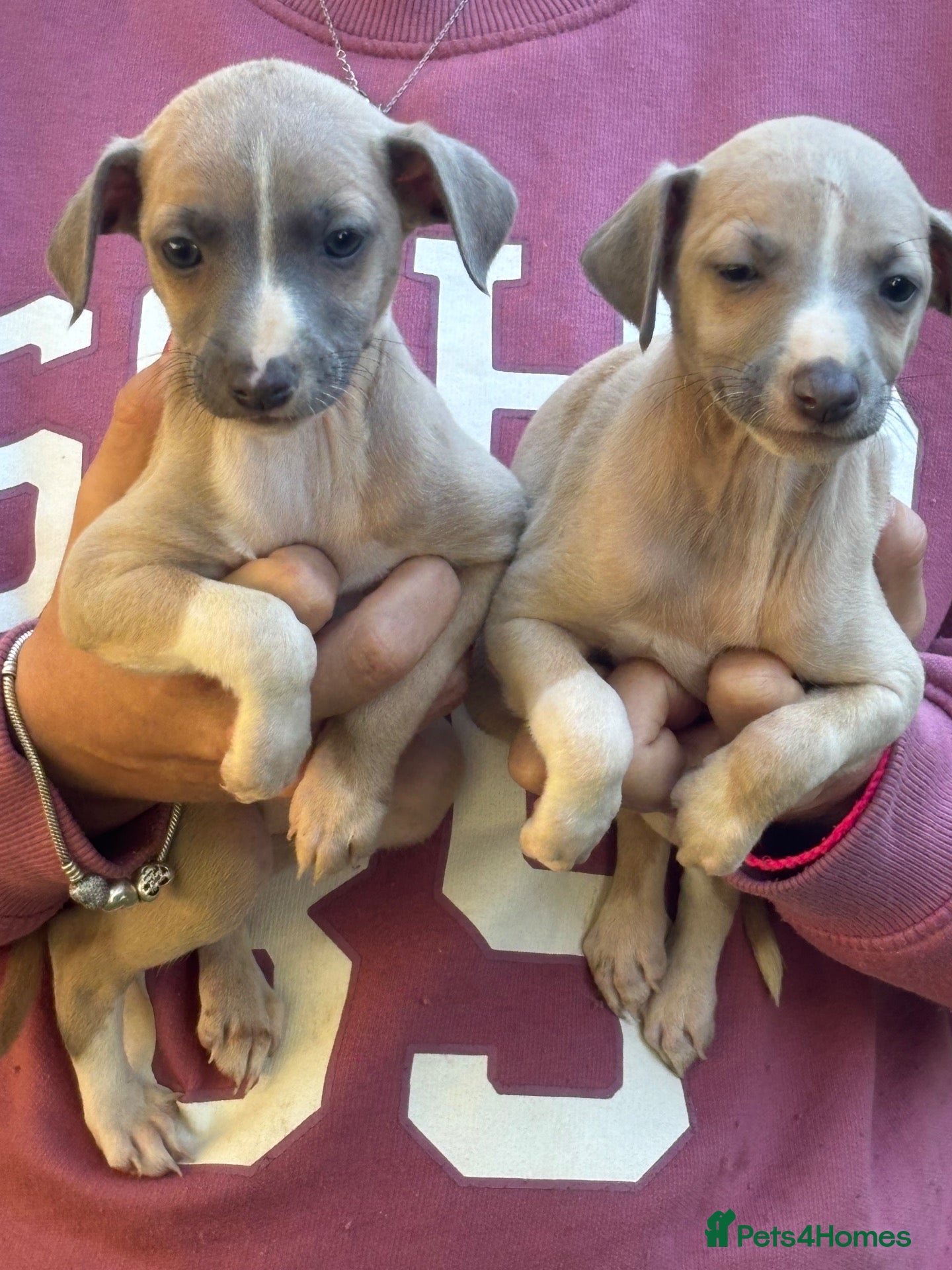 Mixed Breed dogs Italian greyhound x whippet - Advert 1