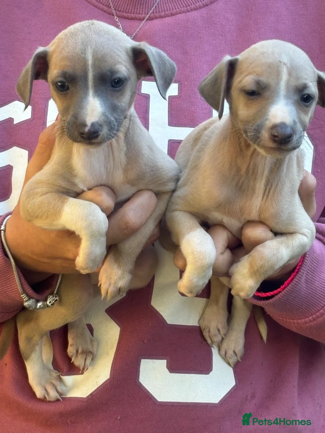 Mixed Breed dogs for sale: Italian greyhound x whippet in Redhill - Advert 1