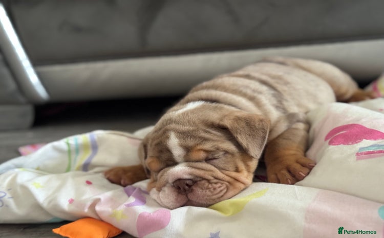 English Bulldog dogs - Advert 8